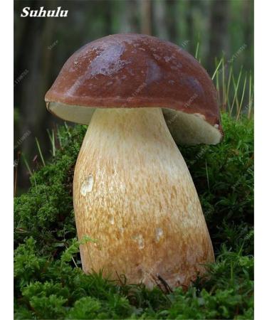 100 Gezonde Super Pcs Green Big Mushroom Seeds Delicious Vegetables Mushrooms RARE Gaint Fun Succlent Plant HighNutrition 10 - Buy Online on GoSupps.com