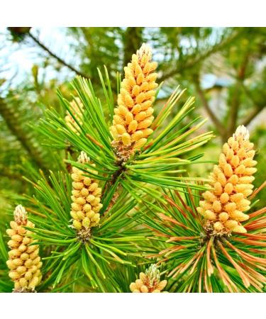 BULKSPICE Pine Pollen Powder 100 grams Premium Quality Natural Testosterone Booster Pine Pollen Vitamin & Fiber - Buy Online on GoSupps.com