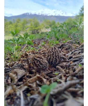 Buy Patagonia Premium Dehydrated Morels - Hand-Harvested 100% Natural 4.4 oz - International Shipping Available - Buy Online on GoSupps.com