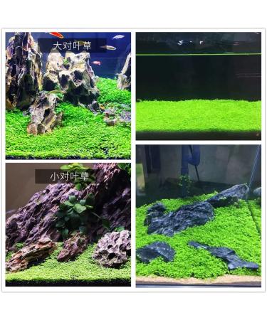 Freshwater Aquarium Plant Seeds Combo - Mini Leaf & Longhair Grass, Small Pearl - Fish Tank Terrarium Decor - Buy Online on GoSupps.com