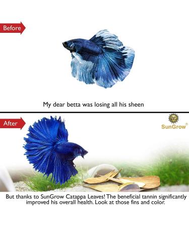 SunGrow Catappa Indian Almond Leaves - Create Tropical Rainforest Environment for Betta & Gouramis - Boost Health & Water Quality - 50 Leaves - Buy Online on GoSupps.com
