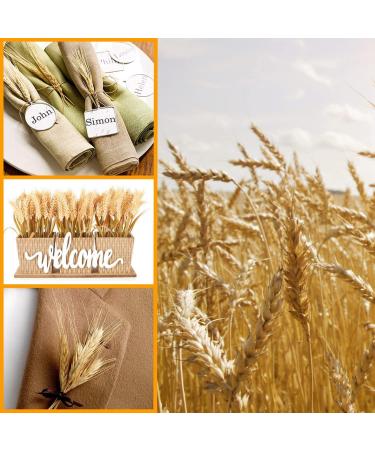 YoleShy Dried Wheat Stalks - 200 Stems Natural Wheat Decor (15.7 Inches) - Ideal for Home, Kitchen, Christmas, Wedding - 200 Pcs - Buy Online on GoSupps.com