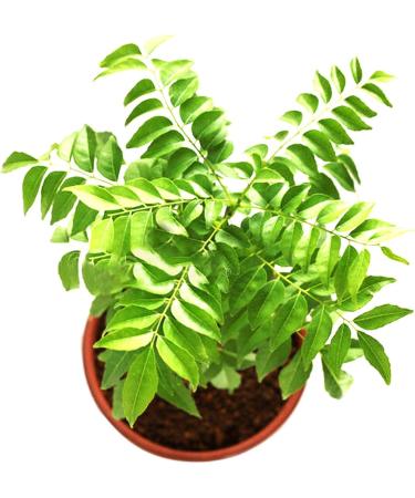 TOYHEART 300pcs Premium Fruit Seeds Easy Care Curry Seeds High Germination Green Indoor Plant Seeds Home Decor Curry Seeds - Buy Online on GoSupps.com