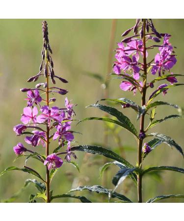 Ivan Chai Classic - Wild Hand-Picked Willowherb Tea | Fermented 100g Bag | Exclusive International Shipping - Buy Online on GoSupps.com