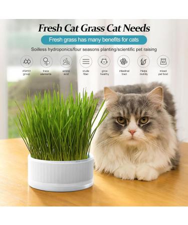 Anulely Cat Grass Plant Container - Earth-Free Indoor Planting Box for Cats & Dogs | Removable Sprouter Tray & Home D cor in White - Buy Online on GoSupps.com
