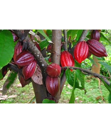 Cocoa Powder Fat reduced Alkalised Cocoa powder enhance Cocoa solubility in culinary applications such as Baking - 35.2 Oz - Buy Online on GoSupps.com