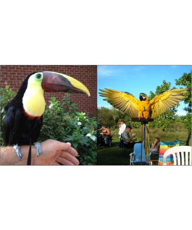 AVIATOR Pet Bird Harness & Leash - Large Blue - Secure & Comfortable - Buy Online on GoSupps.com