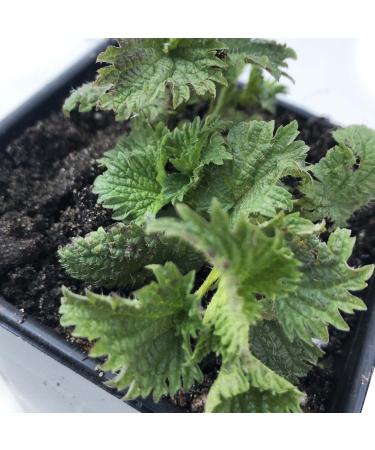 Stinging Nettle, Urtica dioica - Live Plant in 3" Pot - Survival Food, Nutritious