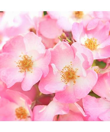 Weleda Wild Rose Smoothing Facial Lotion 1.0 fl oz - Hydrating & Nourishing Skincare - Buy Online on GoSupps.com