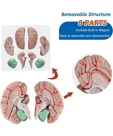 Dog Hip Joint Skeleton Medical Model Veterinarian Lessons Dog Skeleton Veterinary Veterinary Medicine Animal Model - Buy Online on GoSupps.com