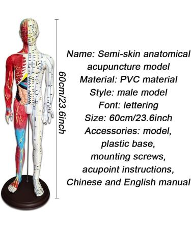 60cm Acupuncture and Muscle Anatomical Male Model Pressure Point and Meridians for Acupuncturists and Other Medical Professionals Training Teaching Education Supplies - Buy Online on GoSupps.com