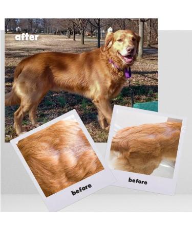 Omega Caps HP Snip Tips for Medium and Large Dogs High Potency EPA and DHA Maximum Bioavailability Fish Oil Supplement Vet Formulated Made in USA Skin Coat Joint and Heart Health 250 Capsules Medium & Large Dogs Snip Tips (  - Buy Online on GoSupps.com