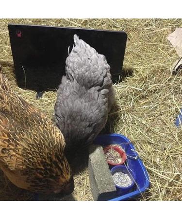 Cozy Products CL Cozy Safe Chicken Coop Heater 200 Watts Safer Than Brooder Lamps  One Size  Black - Buy Online on GoSupps.com