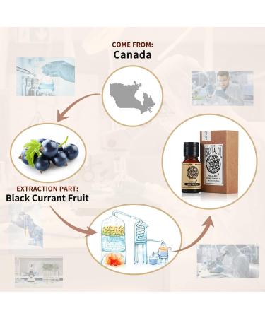 Buy Akarz Black Currant Essential Oil - Organic 10ml for Skin Hair & Aromatherapy | Natural Body Care DIY Candles & Massage - Buy Online on GoSupps.com
