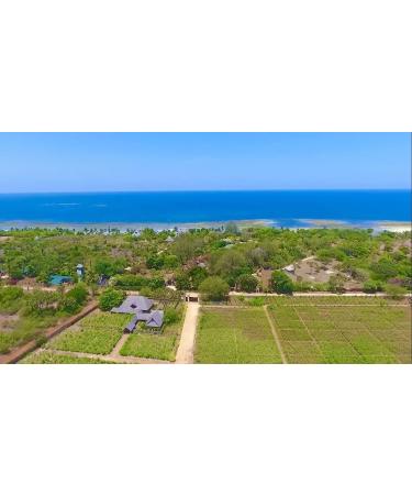 Organic Moringa from ME - Powder 300 g - Superior Quality - Vitality - Energy - Skin - Multivitamins - Multiminerals - Proteins - Anti-inflammatory - Antioxidants - Buy Online on GoSupps.com