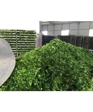 Ulva Lactuca Green Aonori Flakes Seaweed 500g/bag - Buy Online on GoSupps.com