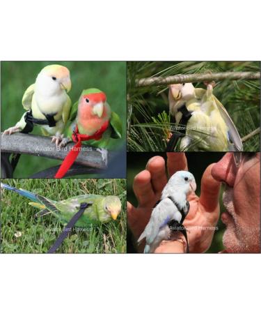 Aviator Bird Harness & Leash - Made in America | XXXS Red - Best for Small Birds | International Shipping Available - Buy Online on GoSupps.com