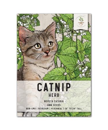 Seed Needs, Catnip Herb Seeds for Planting (Nepeta cataria) Single Package of 600 Seeds - Heirloom, Non-GMO & Untreated