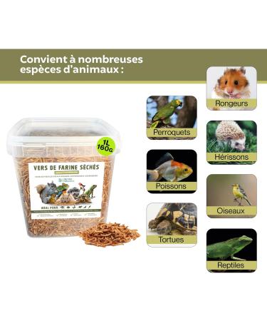 Dried Mealworms 160g equivalent to 1000ml Premium Quality Treat for Birds Hedgehogs Turtles Reptiles Fish R - Buy Online on GoSupps.com