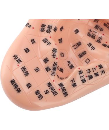 17 cm Ear Acupuncture Model - Essential Tool for Reflexology & Ear Massage Lessons | International Shipping Available - Buy Online on GoSupps.com
