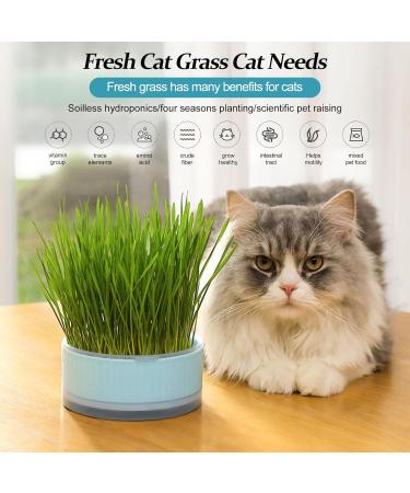 Anulely Cat Grass Plant Container - Earth-Free Sprouter Tray for Indoor Cats & Pets | Stylish Blue Planting Box for Home D cor - Buy Online on GoSupps.com