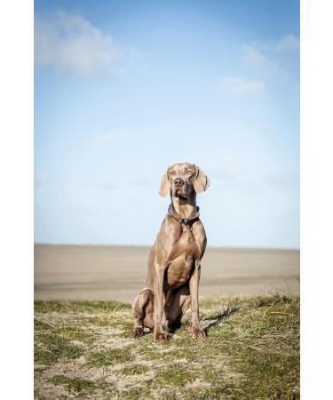 Trixie Zug-Stop Hundehalband Be Nordic L - Comfortable Large Dog Collar in Dark Gray/Brown - Robust & Elegant Design for Training Limitations - 17281 - Buy Online on GoSupps.com