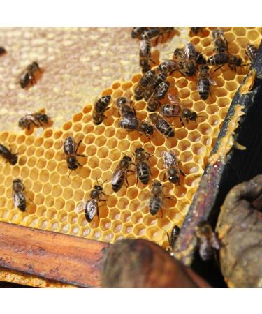 L'abella Mel - Raw Orange Blossom Honey - Natural Honey Harvested in Spain (1kg) - Buy Online on GoSupps.com