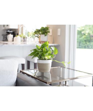 Costa Farms Devil's Ivy Golden Pothos in 10 White-Natural Decor Planter - Live Indoor Plant for Great Room Decor - Buy Online on GoSupps.com