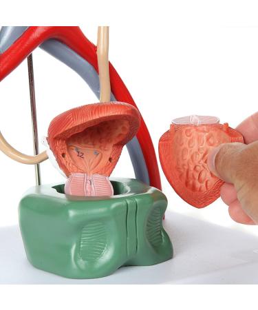 Educational Model Urinary System Model 13.5 Inch Large Male Urinary System Anatomy Model Features Kidneys with Adrenal Glands Ureters and Bladder 19 Numbered Functions - Buy Online on GoSupps.com
