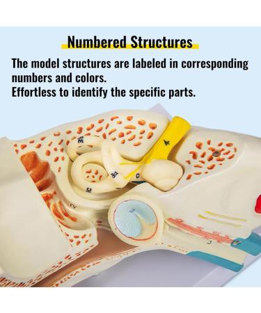 Human Ear Model 3D Model of Ear Display Outer Middle Inner Ear Model with Base 4 Times Enlarged Human Ear Medical Model for Teaching Research Biologists and Doctors - Buy Online on GoSupps.com