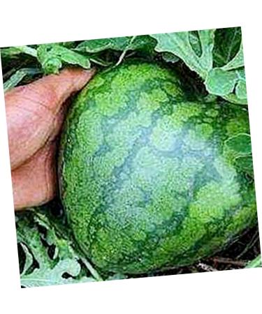 Hoement Fruit Shaping Molds Fruit Vegetables Square Tool Watermelon Shaping Grow Mold Cooking Utensils Strawberry Pumpkin 17x17cm Transparent - Buy Online on GoSupps.com