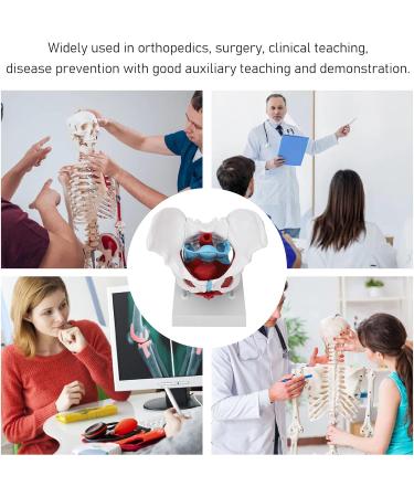 Pongnas Efficient Stylish Utensil for Fitness Training | Optimal Demo & Extra Content - Shop Internationally - Buy Online on GoSupps.com