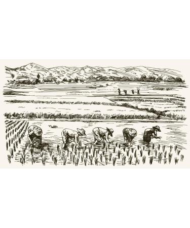 DIMIKRO Sugarcane molasses from Germany (organic quality) - High sugar content for the manufacture of active micro-organisms - Buy Online on GoSupps.com