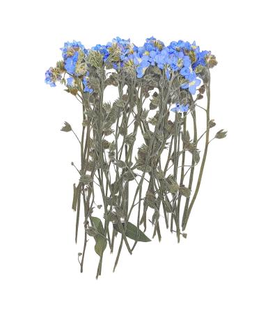 YouthBro 50PCS Blue Forget Me Not Flowers with Stem  Don't Forget Me Real Dried Pressed Nature Flowers for Resin DIY Art Craft Stem Blue 50