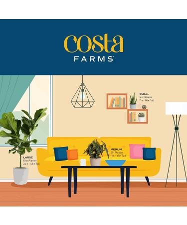 Costa Farms ZZ Plant in 12-Inch White-Natural Dcor Planter for Great Room Decor - Buy Online on GoSupps.com