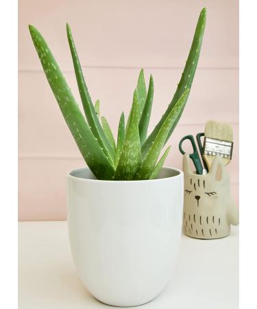 Live Aloe Vera Succulent Plant in 3.5 Inch Pot by Plants for Pets - Indoor House Plant - Buy Online on GoSupps.com