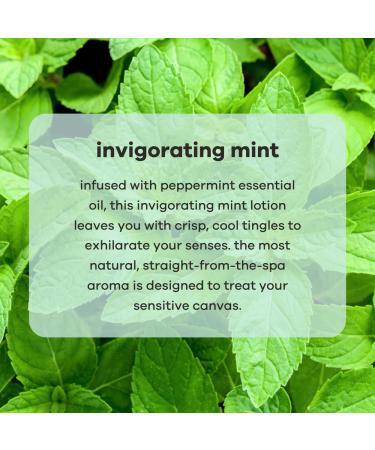 basd Organic Body Lotion - Invigorating Mint | Vegan, Hypoallergenic, Natural Moisturizing Ingredients - 8 oz Tube - Buy Online on GoSupps.com