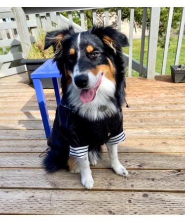 Buy Minezi Waterproof Dog Coat - Zipper Reflective Buttons Adjustable Strap Removable Hood - Large Black (Breast Size 60-69cm) | International Shipping Available - Buy Online on GoSupps.com