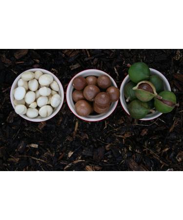 Buy Kamelur 1kg Organic Raw Macadamia Nuts - Class 1 Unshelled & Untreated - Premium Quality for Healthy Snacking - Buy Online on GoSupps.com