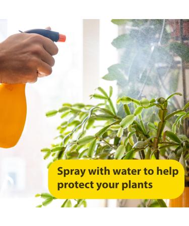 Sanar Naturals Eucalyptus Oil - 1 fl oz | Aroma Therapy & Skin Care | International Shipping Available - Buy Online on GoSupps.com