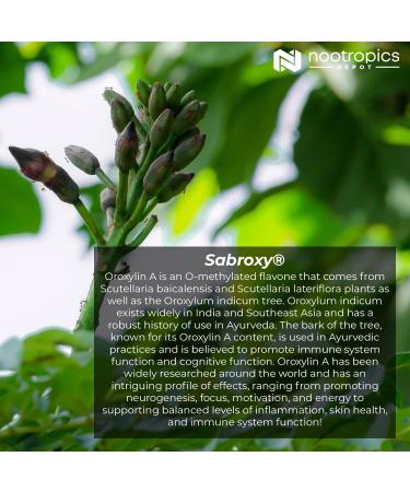 Nootropics Depot Sabroxy Tablets | 500mg | 30 Count | 10% Oroxylin-A | Oroxylum Indicum | Enhance Focus & Motivation | Boost Cognitive Function - Buy Online on GoSupps.com