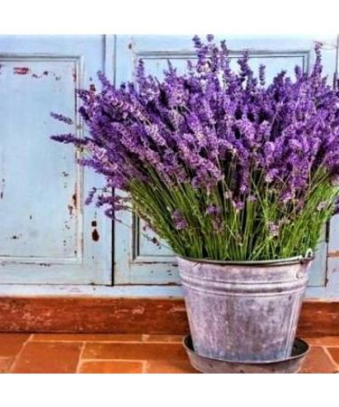 Lavender Seeds 1000 pcs large bag Natural Lavender Seedlings for Landscaping NonGMO Lavender 1size - Buy Online on GoSupps.com