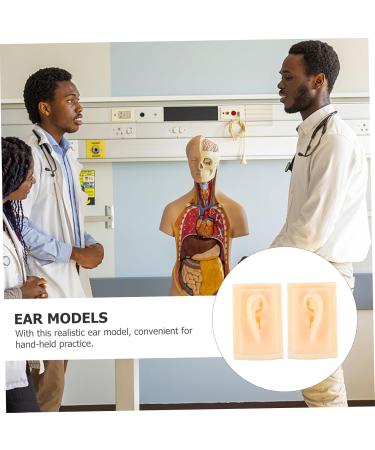 Beavorty Ear Display Model - 1 Pair Silicone Hearing Aid Presentation Props (9.5x6.5x4.5CM) | Ideal for Teaching & Demonstrations - Buy Online on GoSupps.com