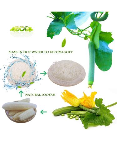 Sportout Exfoliating Loofah Face Brush Cleanser 10-Pack | Natural Facial Cleansing Scrubber for Men and Women - Buy Online on GoSupps.com