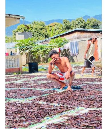 10 Madagascar Bourbon Vanilla Pods Premium Quality Gourmet 15 to 18 cm / 50 g - Buy Online on GoSupps.com