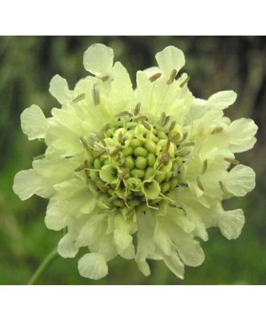 Giant Yellow Scabious Cephalaria gigantea Hardy to Zone 3 12 fresh seeds - Buy Online on GoSupps.com