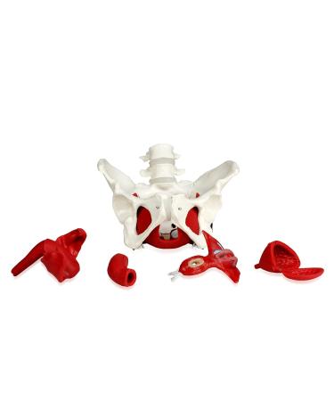 JS00024 Female Pelvis Model with Removable Organs | Uterus Colon & Bladder Included | Detailed Instruction Manual | International Shipping Available - Buy Online on GoSupps.com