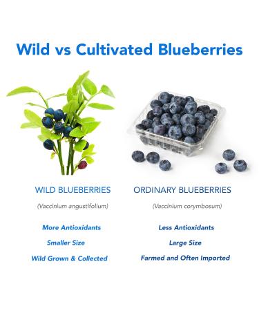 Organic Wild Blueberry Powder | High Antioxidant | Canada Grade-A Blueberries | 8 oz - Ideal for Smoothies, Snacks & Baking - Buy Online on GoSupps.com