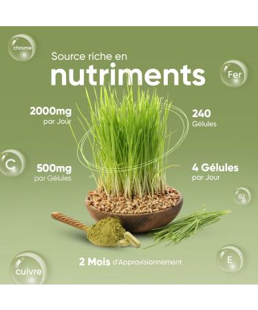 Organic Barley Herb Capsules - 240 Vegan Capsules (2 Months) - Super Food Greens Powder Barley Powder Free Magnesium Stearate Gluten Free & Non-GMO - 100% Natural & Organic Barley 2000mg/Serving - Buy Online on GoSupps.com