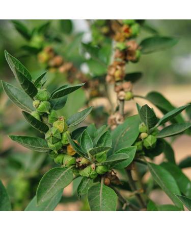 Ashwagandha racine - 400 mg - 180 g lules v g tales - Buy Online on GoSupps.com